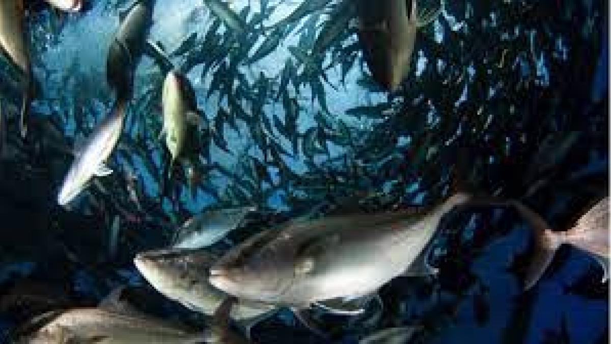 Aquaculture