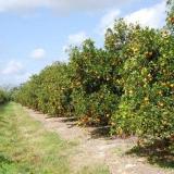Orange Groves