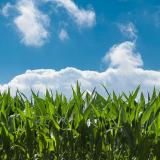 Farm